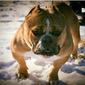 Meet your Posher, Chuck